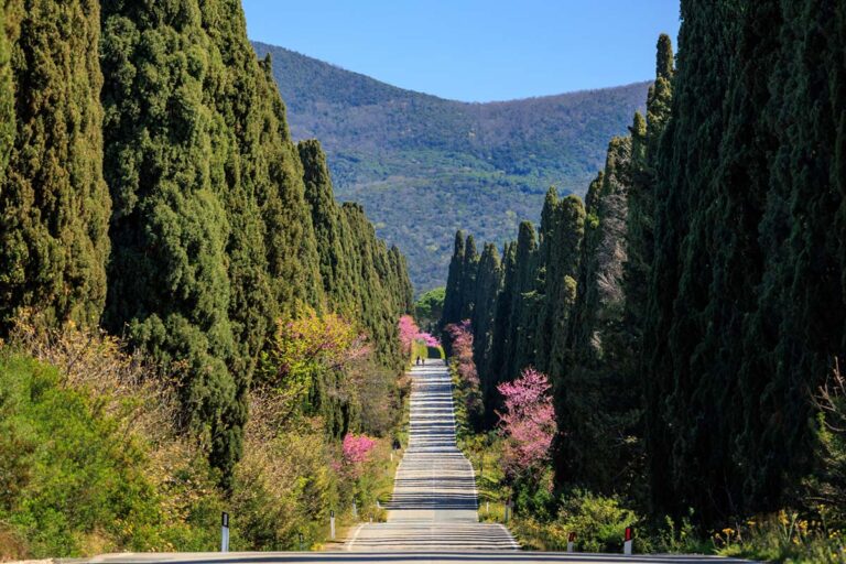 Supertuscan Bolgheri Wine Tour