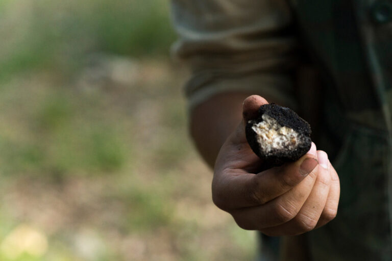 truffle hunt in tuscany